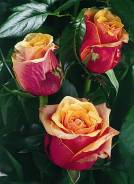 Cherry Brandy rose plant